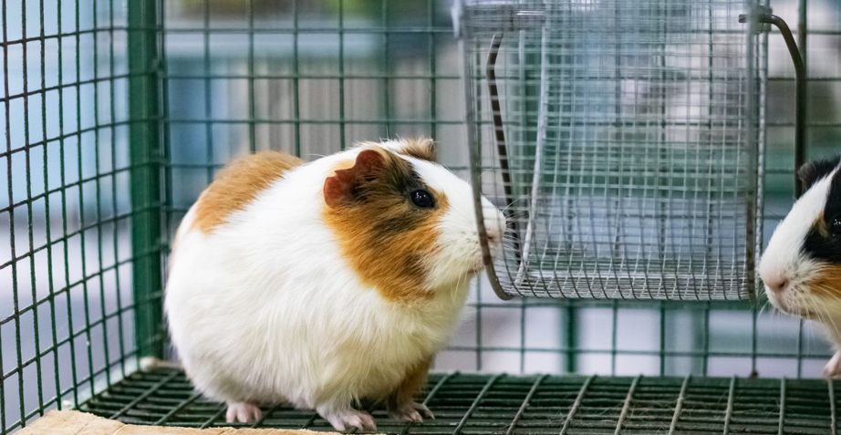 What Kind Of Cage Does A Guinea Pig Need